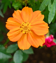 キバナコスモス キバナコスモス