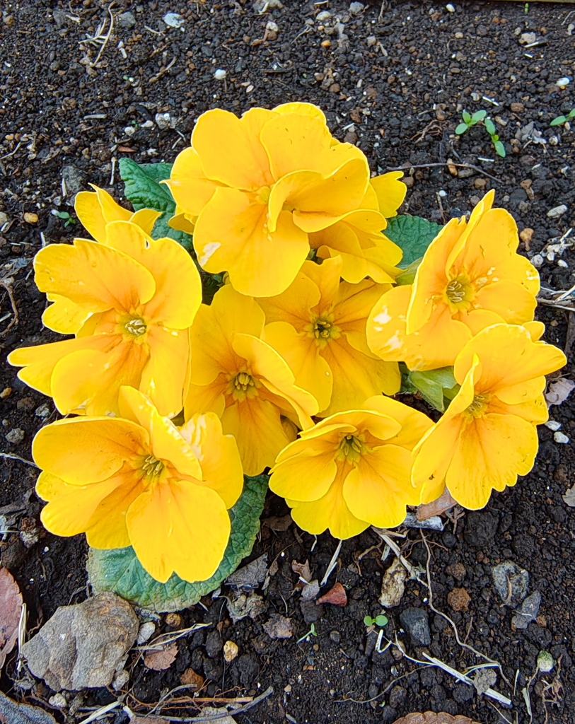 ﾌﾟﾘﾑﾗｼﾞｭﾘｱﾝ