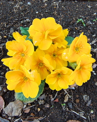 ﾌﾟﾘﾑﾗｼﾞｭﾘｱﾝ