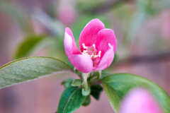 開いてきた ! かりん