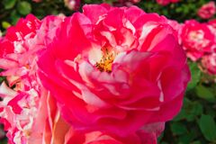 アンジェニュー