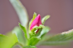 紅一点「花梨の蕾」