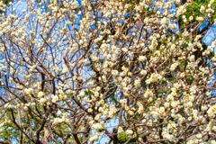 乱舞のメロディ