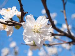 花桃～元気溌剌