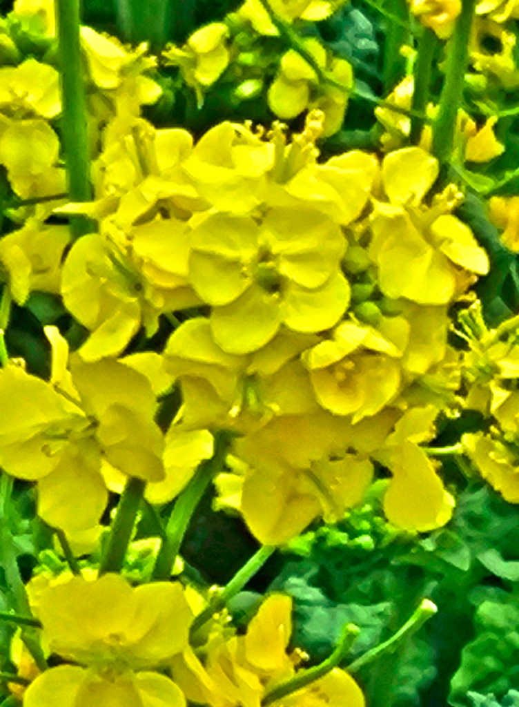 幸せの黄色「菜の花」
