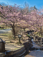 桜だより