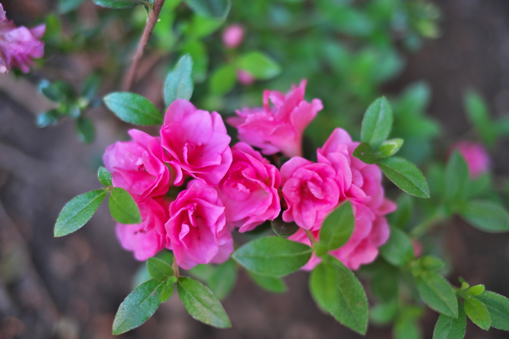 ロージーの集い