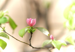 花梨が咲き出しました