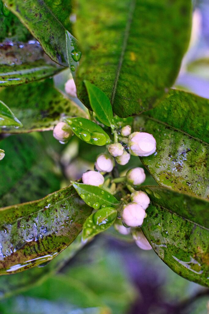 雨中の柑橘系花蕾
