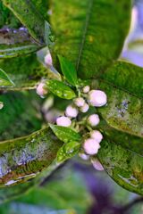 雨中の柑橘系花蕾