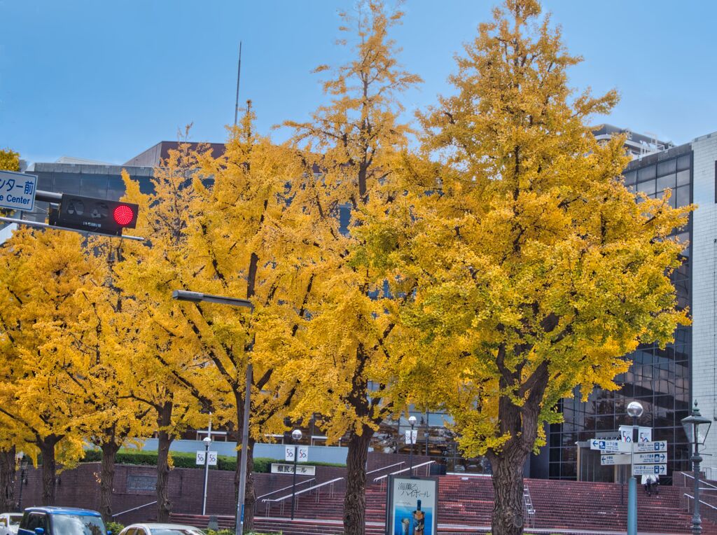 神奈川県民ホールと紅葉