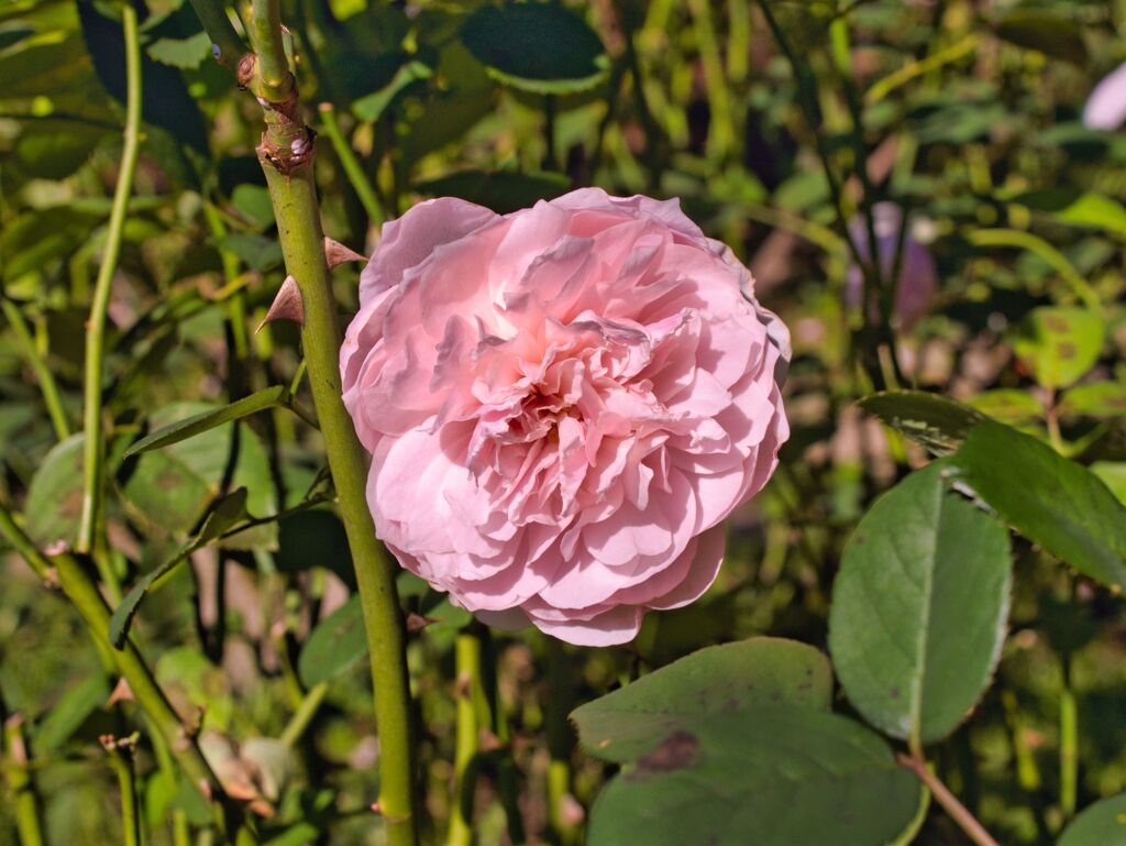 ピンクの薔薇