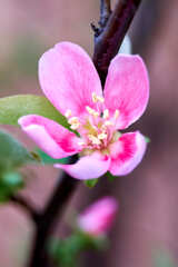 開花しましたよ ! かりん