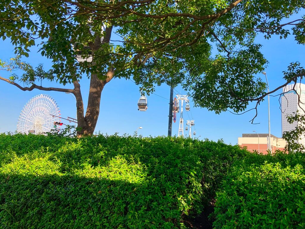 木々からの風景