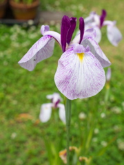 清楚な花