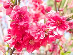 花桃～燃えています