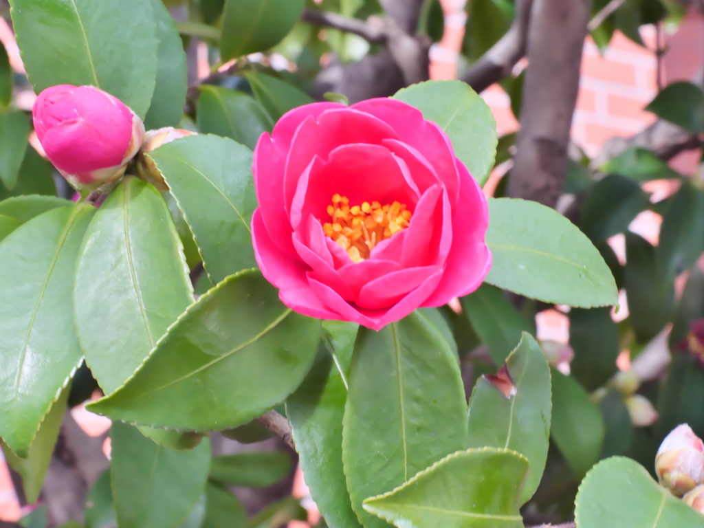 もう、少しで満開