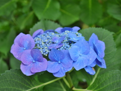 ガクアジサイ