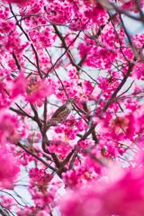 鳥とヨコハマヒザクラ