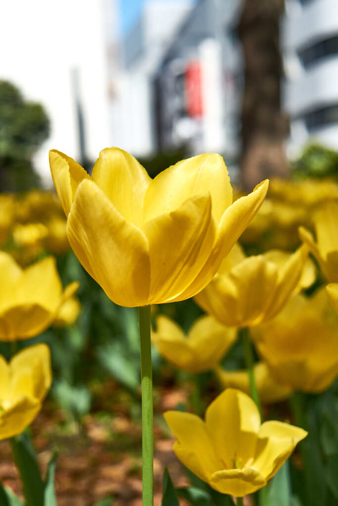 黄色いハンカチ !