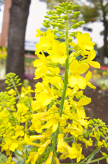 黄色の花