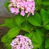 紫陽花