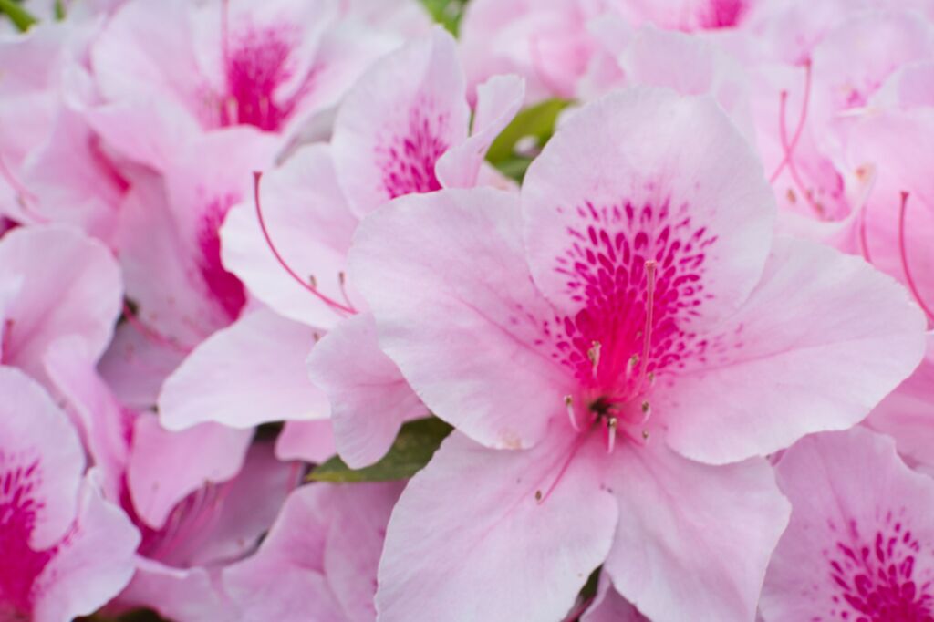 仲間といっしょう