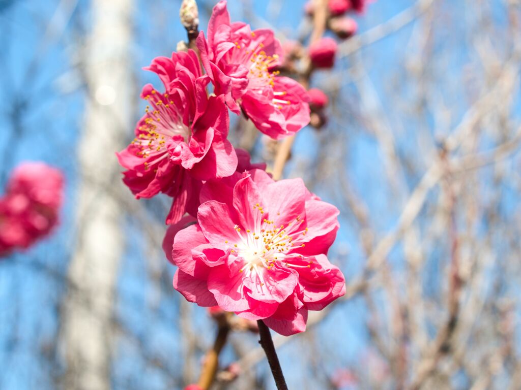 花桃～トリオ