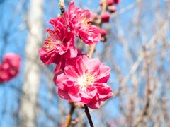 花桃～トリオ