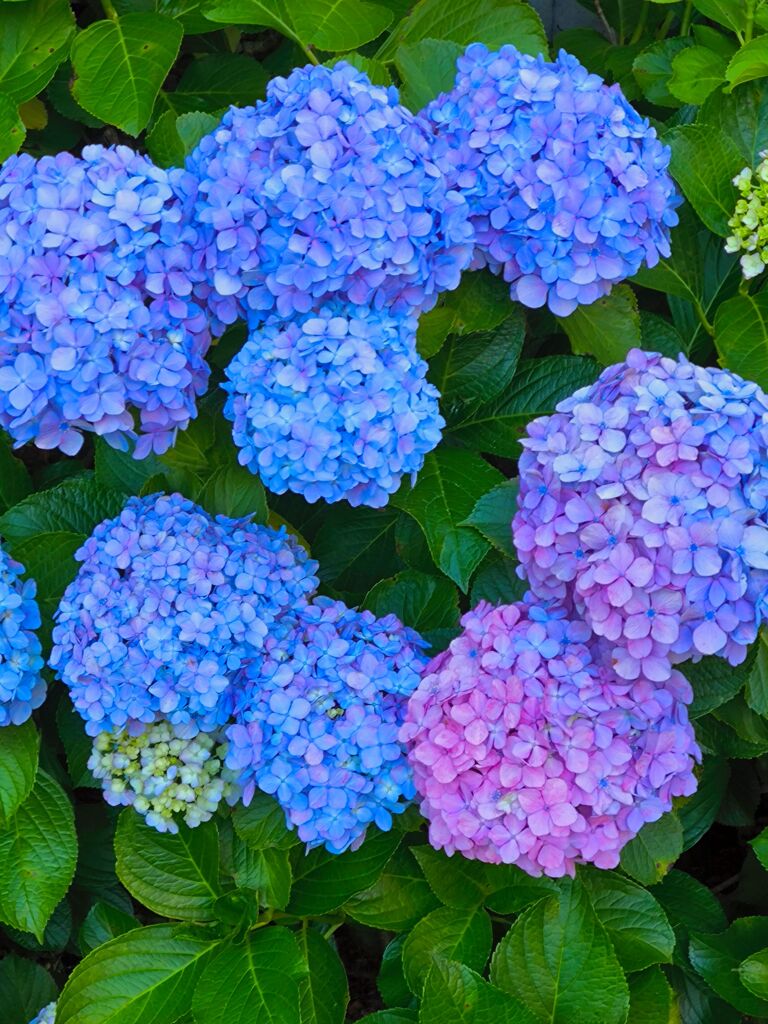 紫陽花