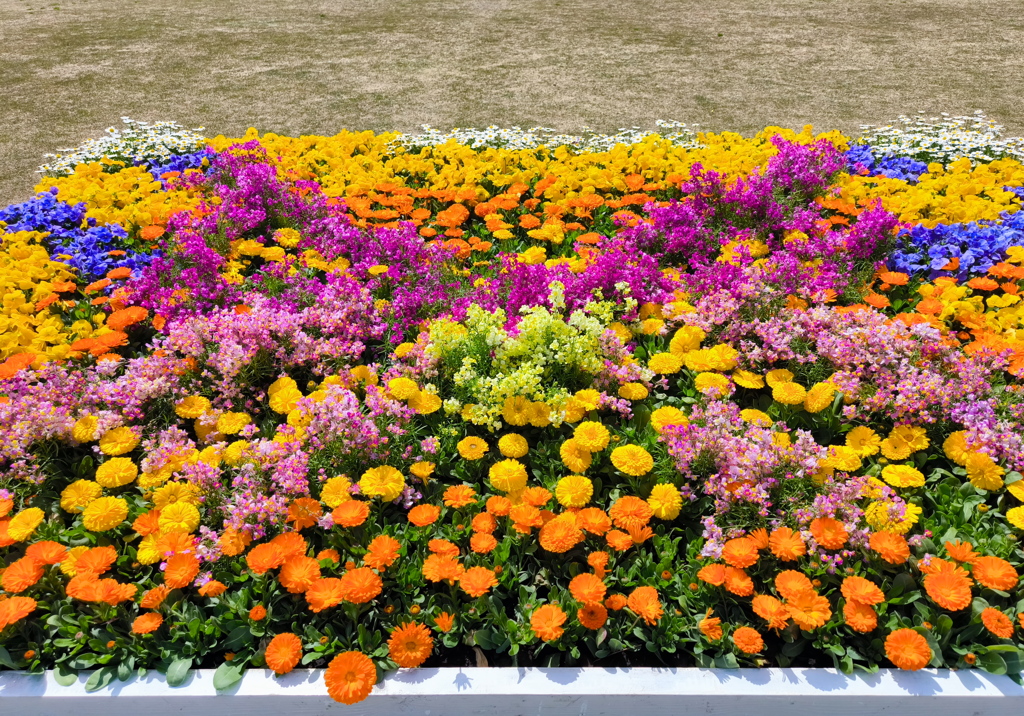 花の園