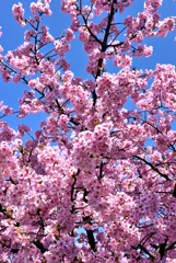 桜～意気揚々