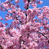 桜～意気揚々