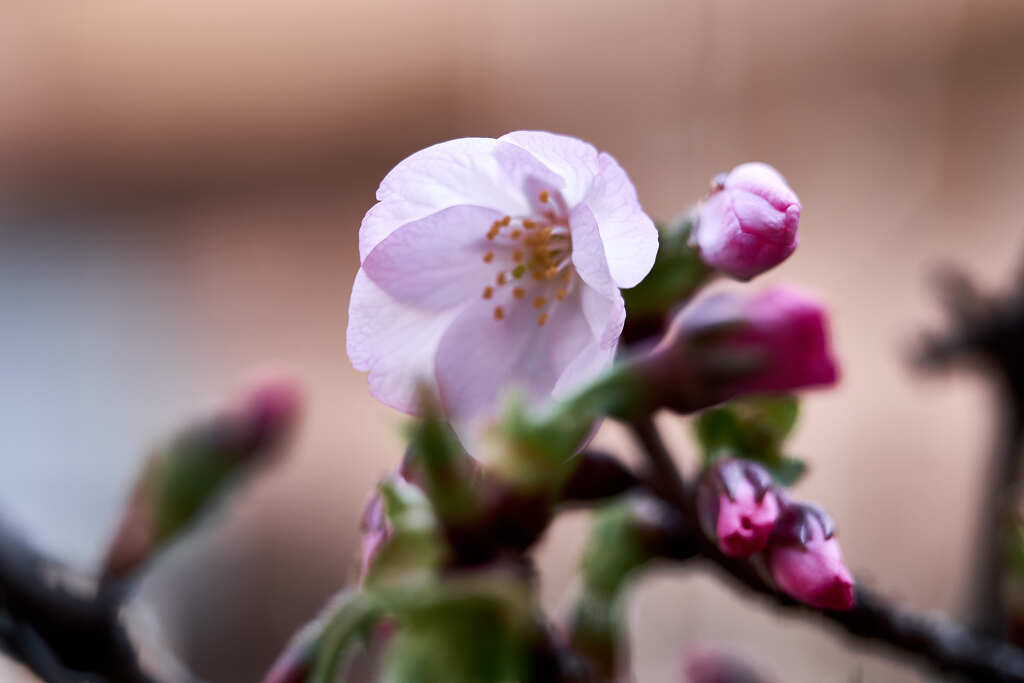 開花しましたよ ! 御殿場桜