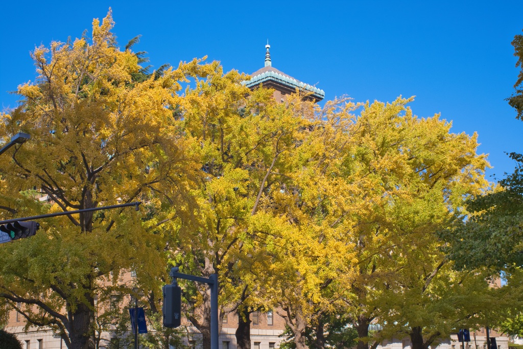 神奈川県庁前の銀杏