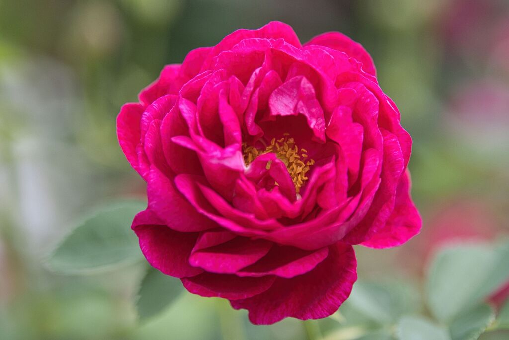薔薇