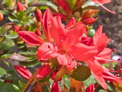 真っ赤なツツジ