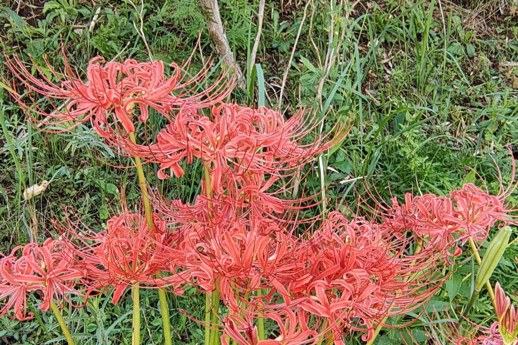 曼珠沙華