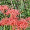 曼珠沙華