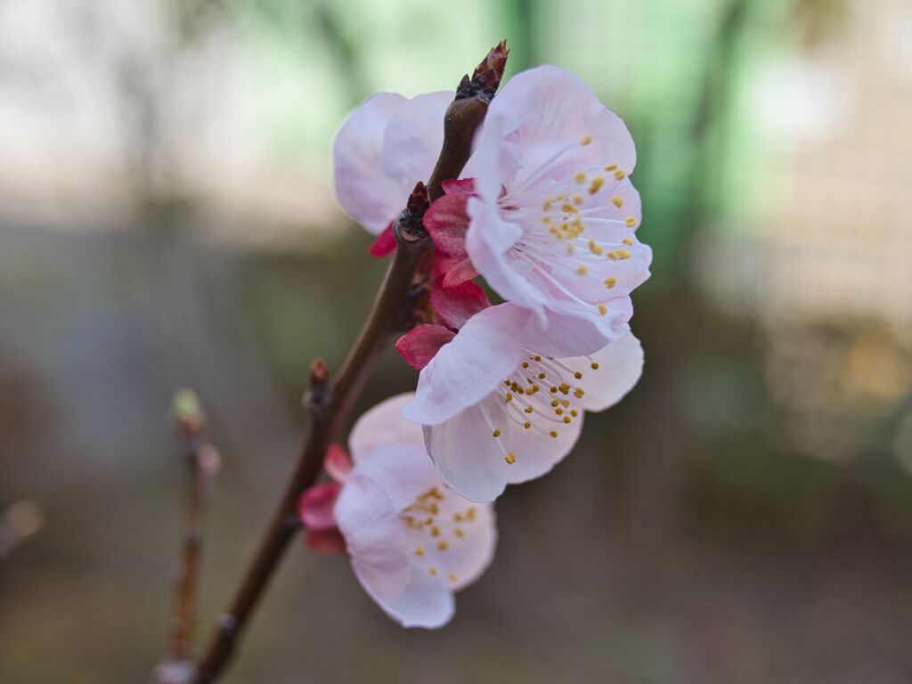 あんずの三重連