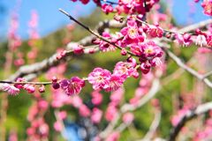 ソーシャルディスタンス ?