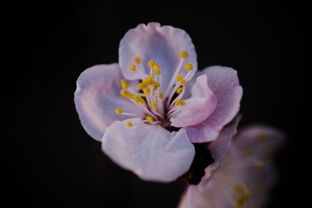 あんずの開花