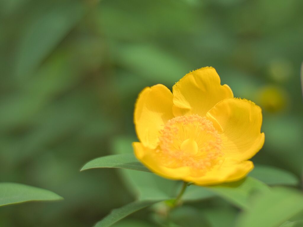 キンシバイ