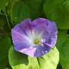 朝顔だよ！