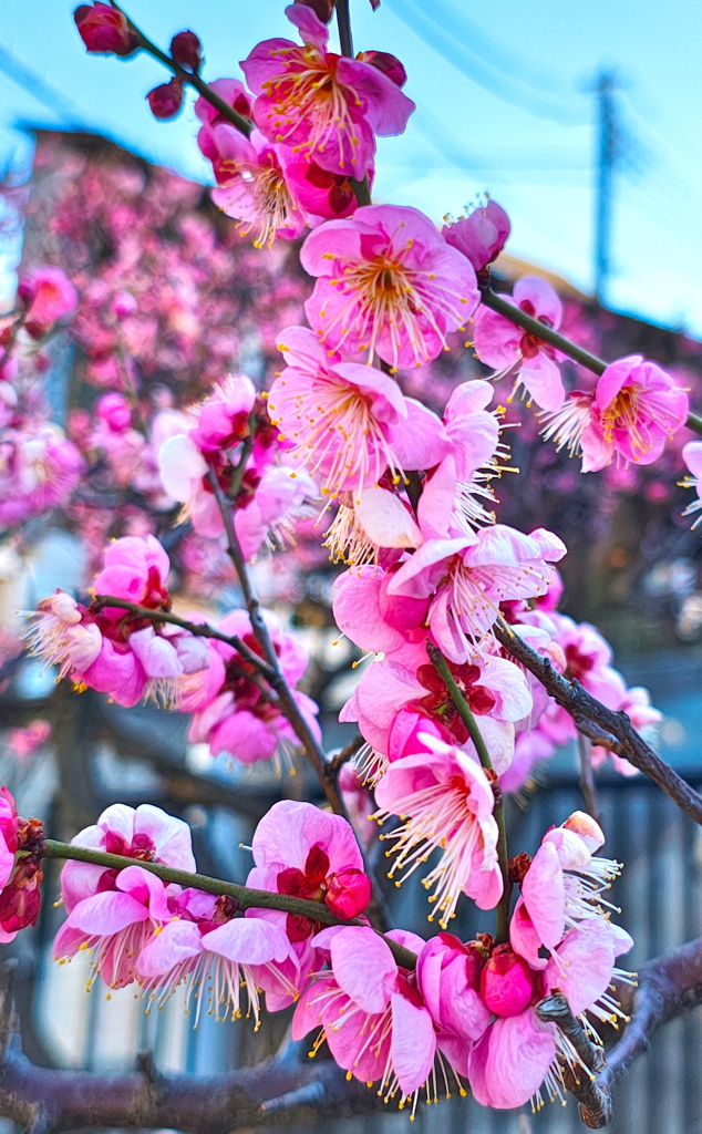 満開のような紅梅