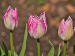チューリップ～三人姉妹