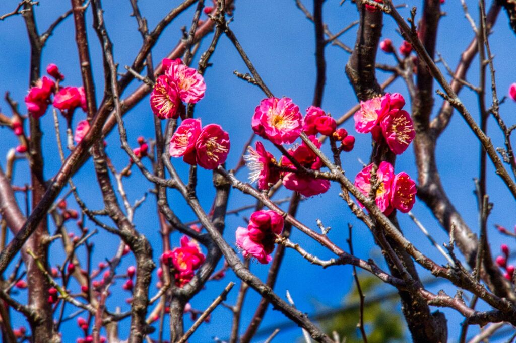 青空に映えます