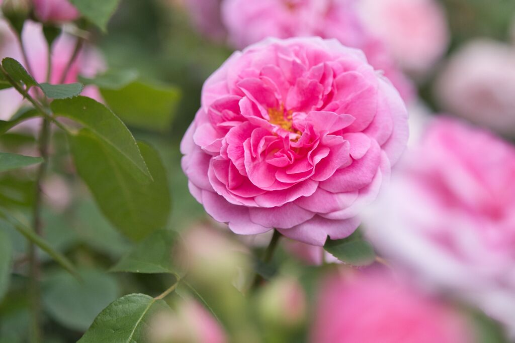薔薇