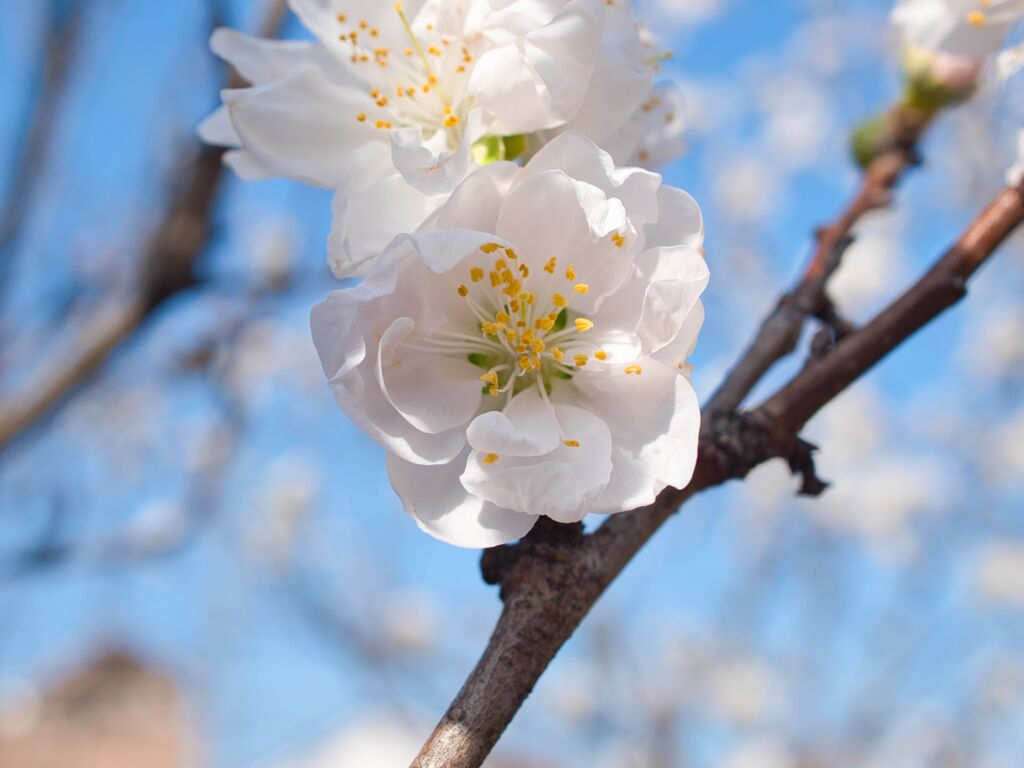 花桃～純白