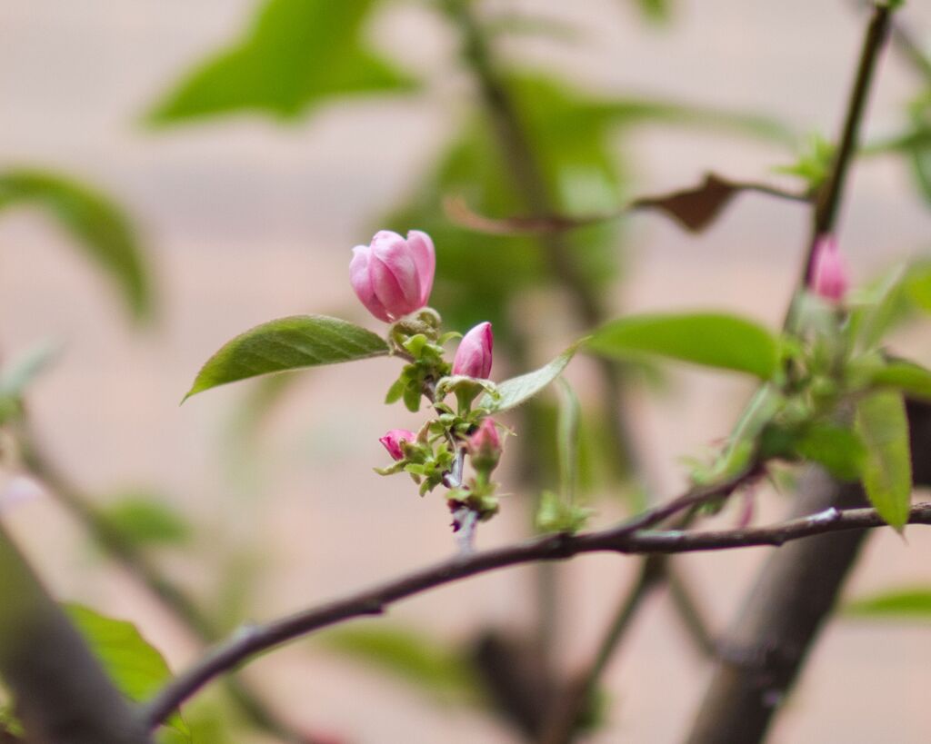 花梨、開花途中です